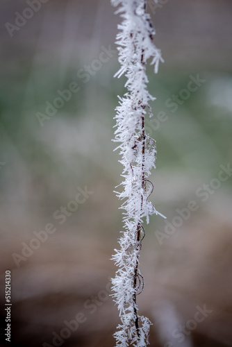 closeup of a small branch in winter surrounded by ice crystals and a blurred background 