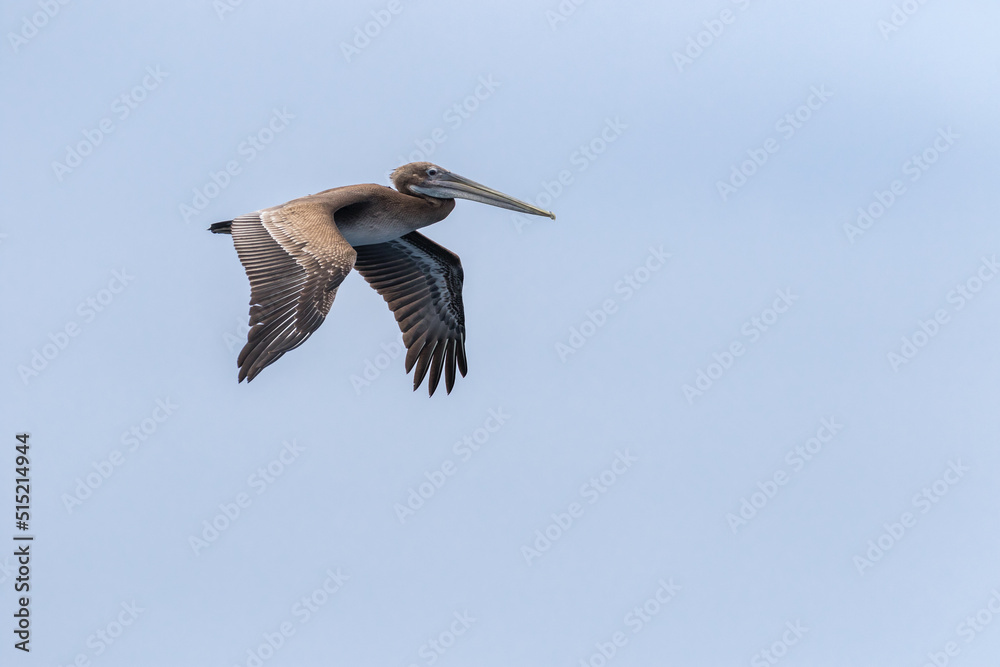 Obraz premium Brown Pelican in Flight