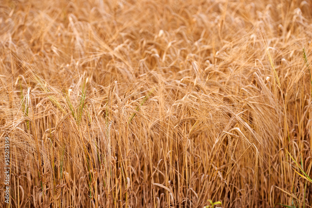 Closeup of wheat growing on a farm on a sunny day outdoors. Detail and texture of golden stalks of grain being cultivated on a cornfield in the rural countryside. Ripening harvest for agriculture Closeup of wheat growing on a farm on a sunny day outdoors. Detail and texture of golden stalks of grain being cultivated on a cornfield in the rural countryside. Ripening harvest for agriculture