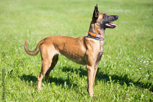 Belgian malinois shepherd dog. Malinua