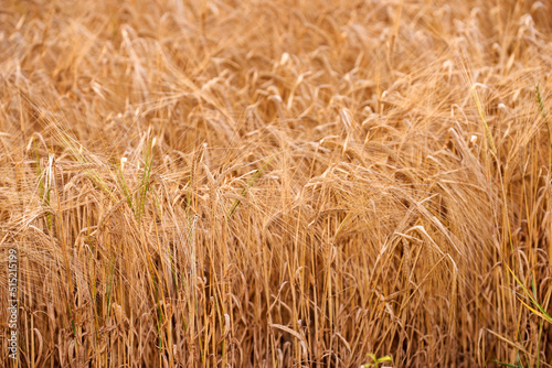 Closeup of wheat growing on a farm on a sunny day outdoors. Detail and texture of golden stalks of grain being cultivated on a cornfield in the rural countryside. Ripening harvest for agriculture