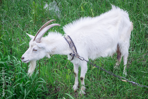 White male goat with long horns standing in green grass medow