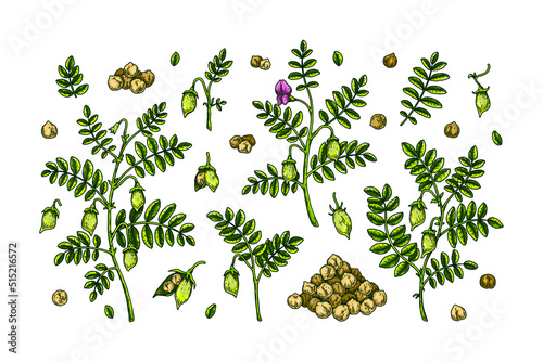 Set of chickpeas design elements. Hand drawn colorful botany collection. Vector illustration in sketch stile