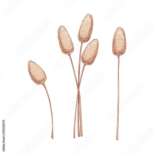Set of hand drawn bunny tail grass isolated on white background. Vector illustration in sketch style