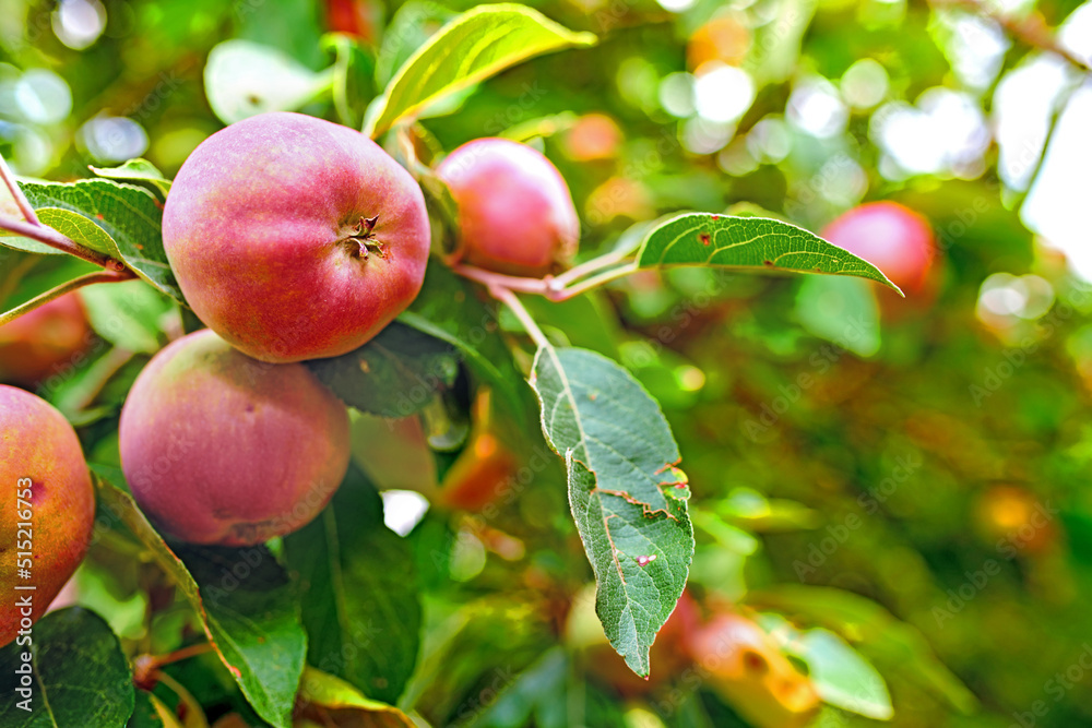 red apples with copy space growing on a tree in an orchard on a bright and sunny day outdoors. Fresh, organic and ripe seasonal produce for harvest in a fruit farm. Sweet, delicious and healthy crops red apples with copy space growing on a tree in an orchard on a bright and sunny day outdoors. Fresh, organic and ripe seasonal produce for harvest in a fruit farm. Sweet, delicious and healthy crops