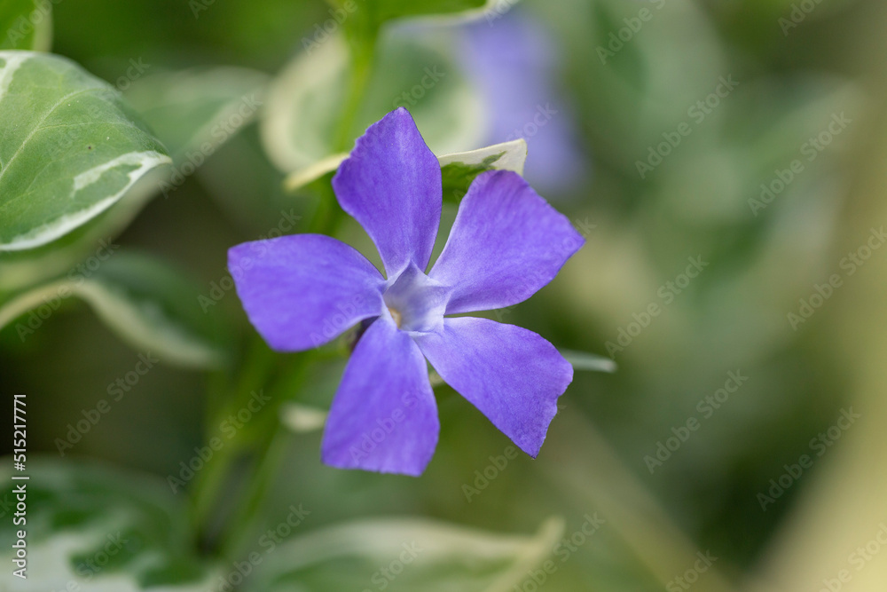 Vinca major Variegata - bigleaf periwinkle with beautiful deep blue flowers and white marked leaves. Decorative plant in the flower garden Vinca major of the variegation leaf. Vinca major Variegata - bigleaf periwinkle with beautiful deep blue flowers and white marked leaves. Decorative plant in the flower garden Vinca major of the variegation leaf.