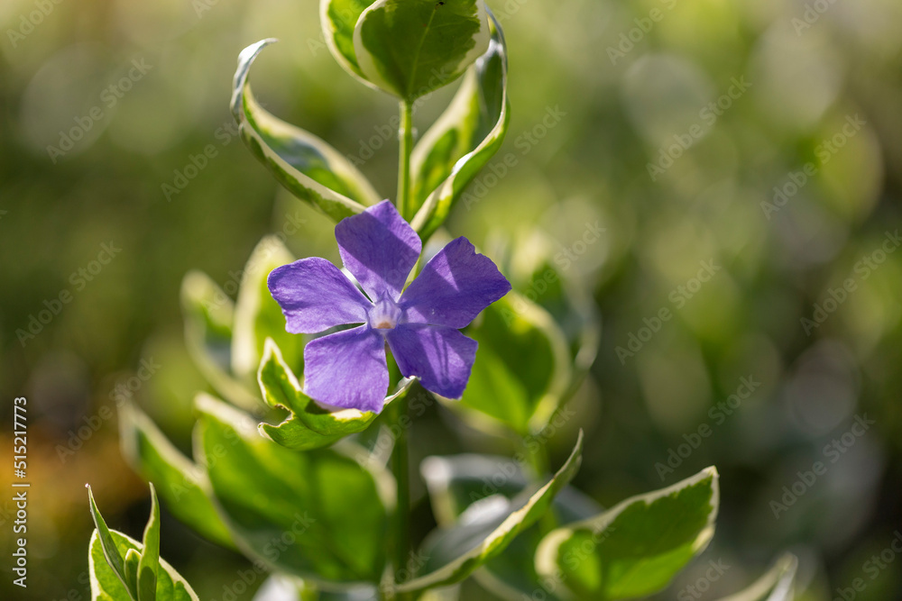 Vinca major Variegata - bigleaf periwinkle with beautiful deep blue flowers and white marked leaves. Decorative plant in the flower garden Vinca major of the variegation leaf. Vinca major Variegata - bigleaf periwinkle with beautiful deep blue flowers and white marked leaves. Decorative plant in the flower garden Vinca major of the variegation leaf.