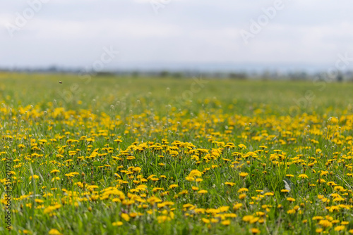 Dandelions field background on spring sunny day. Blooming dandelion. Meadow with dandelions (Taraxacum officinale) in May.