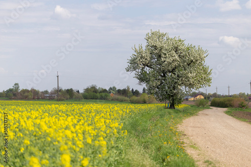 A blooming rapeseed field against a background of blue sky and white clouds. Typical rural agricultural landscape, farming, agricultural theme, agricultural illustration. photo