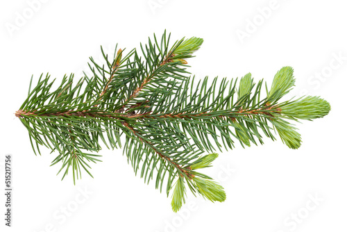 European spruce (Picea abies) branch with young spring needles isolated on white background, no shadows, clipping path. Forest and trees theme.