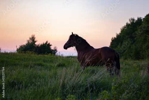 A red horse on a pasture on a summer evening. A horse on a pasture. Pets and pets theme. portrait of a chestnut horse in a summer field © ihorhvozdetskiy