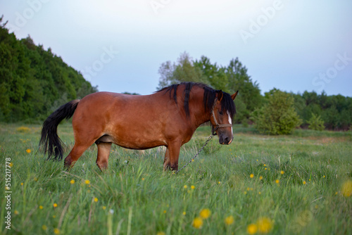 A red horse on a pasture on a summer evening. A horse on a pasture. Pets and pets theme. portrait of a chestnut horse in a summer field © ihorhvozdetskiy