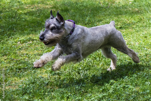 The Mittelschnauzer is an excellent watchman and search engine