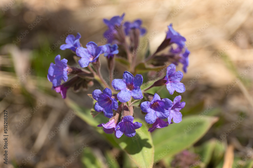 Lungwort blue flowers on blur background. Pulmonaria plant close up. Lungwort blue flowers on blur background. Pulmonaria plant close up.