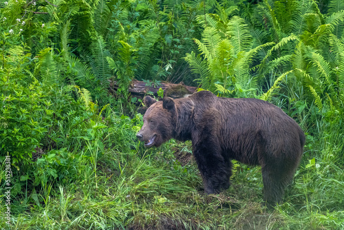 Brown Bear  Ursus arctos . Bieszczady  Carpathians  Poland.