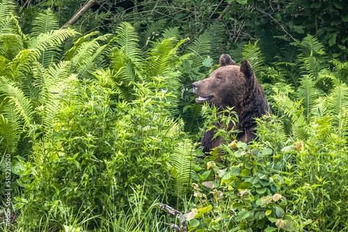 Fototapeta Naklejka Na Ścianę i Meble -  Brown Bear (Ursus arctos). Bieszczady, Carpathians, Poland.