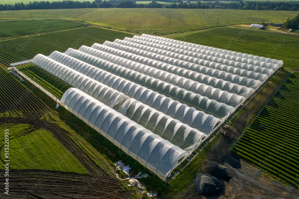 Fototapeta premium An aerial view shows greenhouses for growing strawberries from above. Country farming.