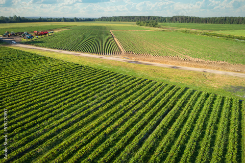 An aerial view shows growing strawberries and potatoes from above. Country farming.