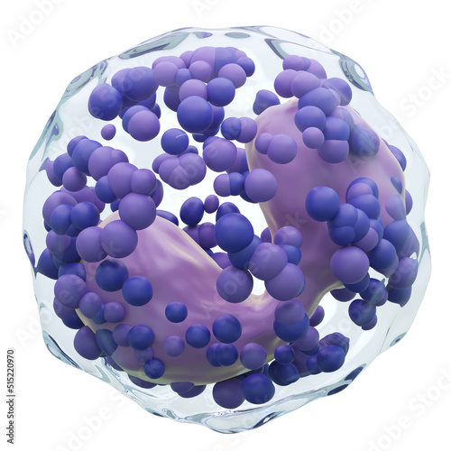 Basophil . White blood cells with transparency membrane and Multinucleus and many big granule . Isolated white background . 3D render . photo