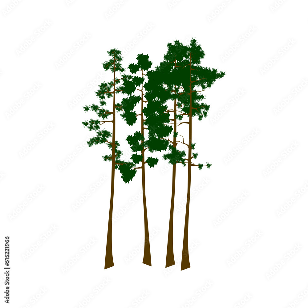 Fototapeta premium Sequoia trees illustration. giant sequoia; also known as giant redwood, Sierra redwood, Sierran redwood, Wellingtonia or simply big tree. Various shapes. Vector.