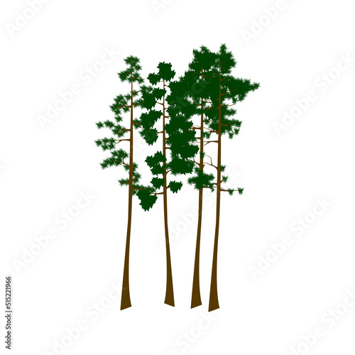 Sequoia trees illustration. giant sequoia; also known as giant redwood, Sierra redwood, Sierran redwood, Wellingtonia or simply big tree. Various shapes. Vector.