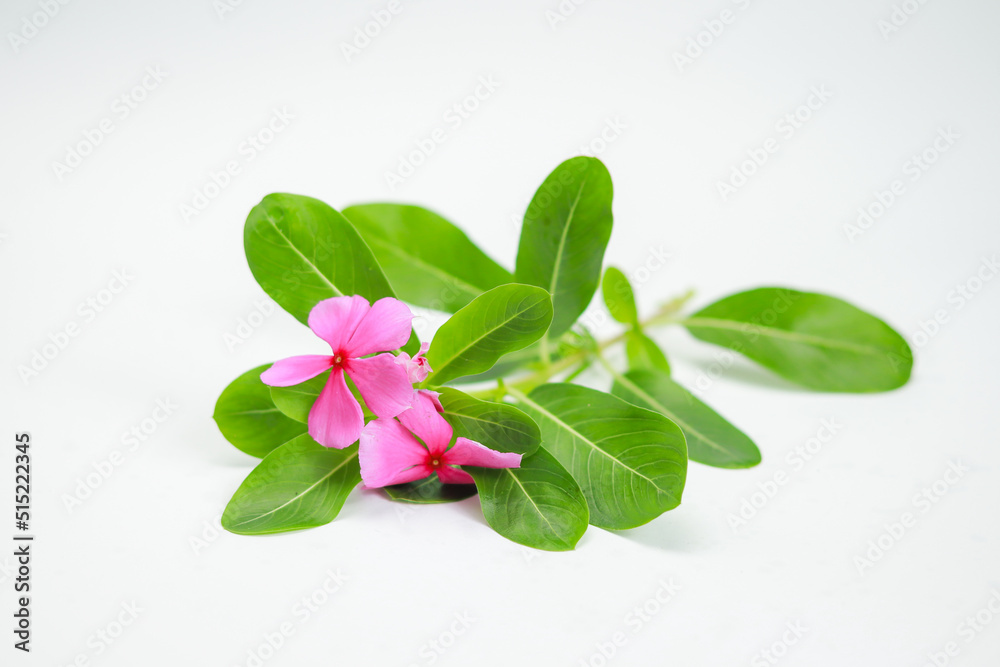 Close up madagascar periwinkle isolated white. Close up madagascar periwinkle isolated white.