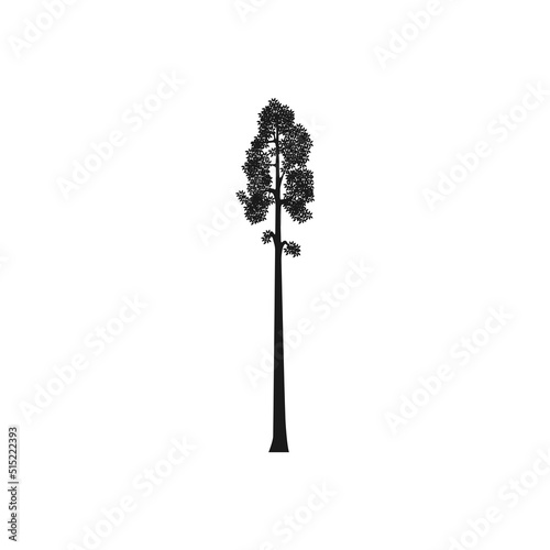 Giant Sequoia tree Silhouette vector