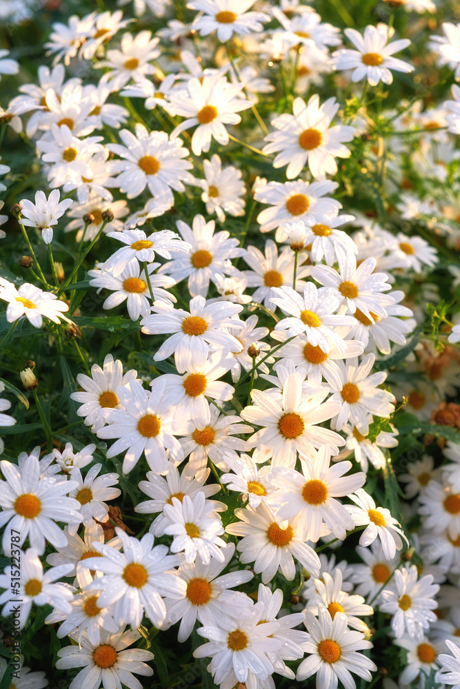 A view of a bloomed long common daisy flower. flower with stem and yellow center in bloom and late springtime amazing green field on a bright sunny day. A group of white flowers shining in sunlight. A view of a bloomed long common daisy flower. flower with stem and yellow center in bloom and late springtime amazing green field on a bright sunny day. A group of white flowers shining in sunlight.