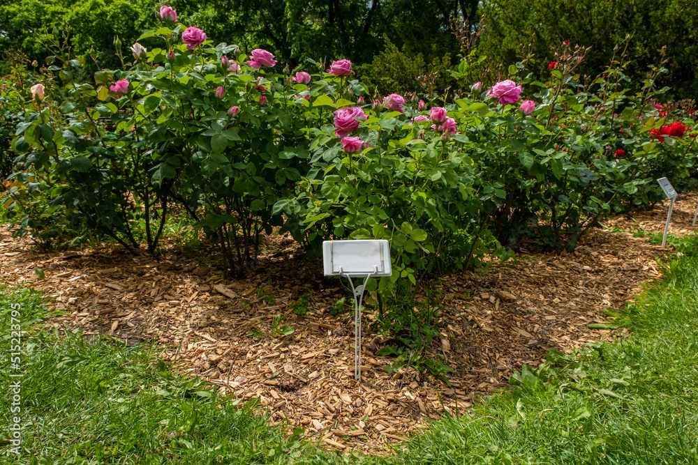 A flower bed with roses and a sign, a rose bush of red and white flowers, an identification plate in the garden A flower bed with roses and a sign, a rose bush of red and white flowers, an identification plate in the garden