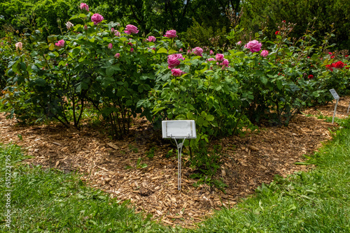A flower bed with roses and a sign, a rose bush of red and white flowers, an identification plate in the garden