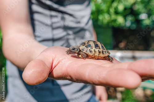 Close up of a small land newborn turtle. Little turtle on a man's palm. Blurred background.