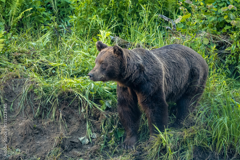 Brown Bear (Ursus arctos). Bieszczady, Carpathians, Poland.