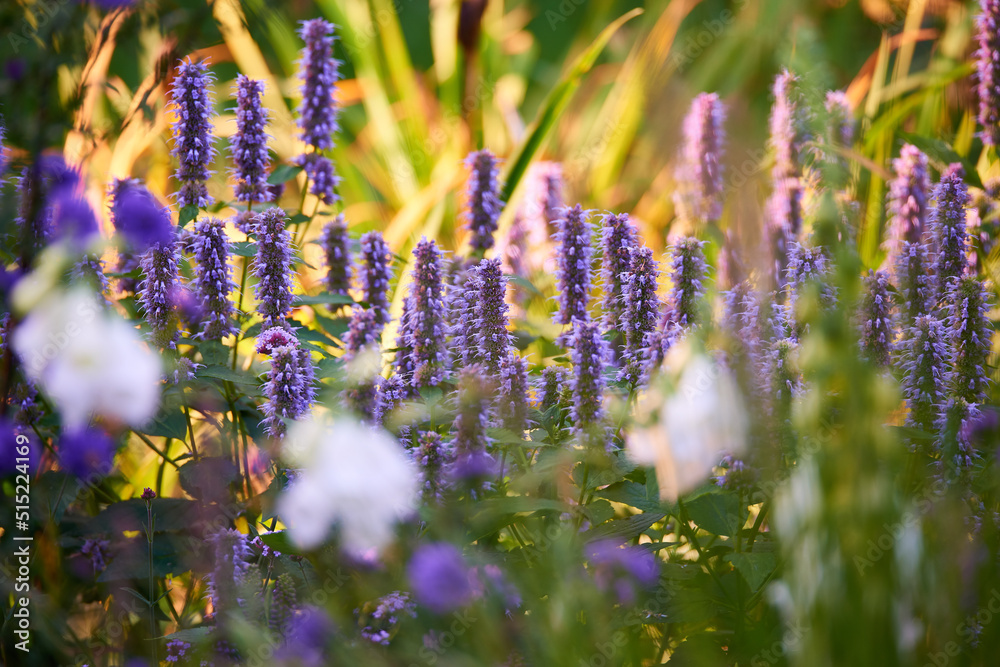 Fototapeta premium Blooming Hyssop plants in a garden. Lupine field with white flowers and mixed plants on a sunny day. Selective focus on lavender lupine plant. Summer flowering lupins and other flowers in a meadow.