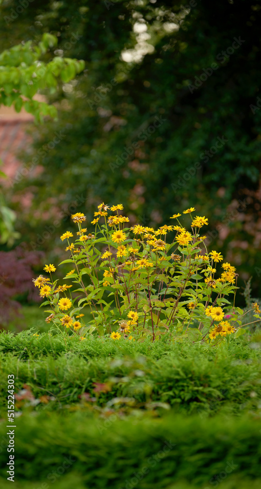 A bush of yellow gloriosa daisy flowers growing in a lush green garden. Wild overgrown backyard with delicate flowering shrub in spring. Nature scene of rural greenery in a park on a summer day