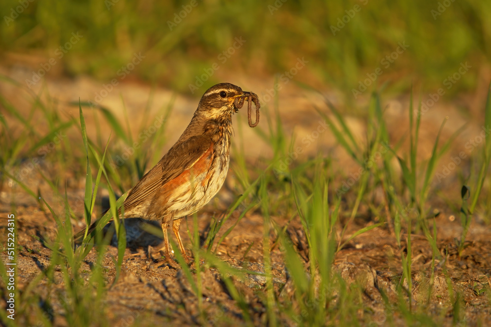 Redwing (Turdus iliacus) on the ground with beak full of worms at sunrise. Redwing (Turdus iliacus) on the ground with beak full of worms at sunrise.