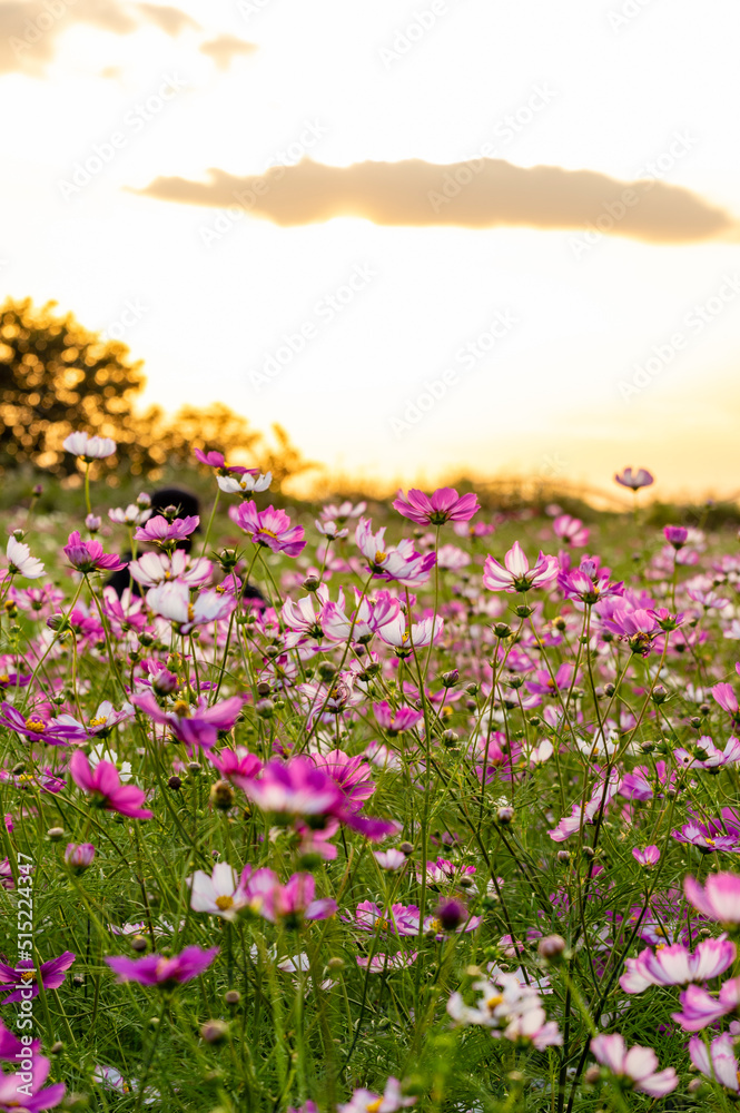 夕暮れ時のコスモス畑 夕暮れ時のコスモス畑