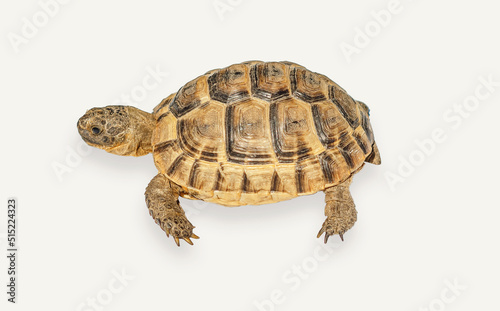 Greek turtle on a white background. Side view of the spotted shell, head, paws of a turtle.