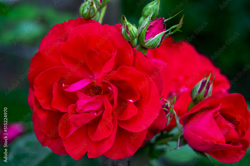 Weaving rose (Rambler) - an inflorescence of beautiful red and delicate flowers with bright leaves and buds. varieties Flammentanz, Red Parfum.