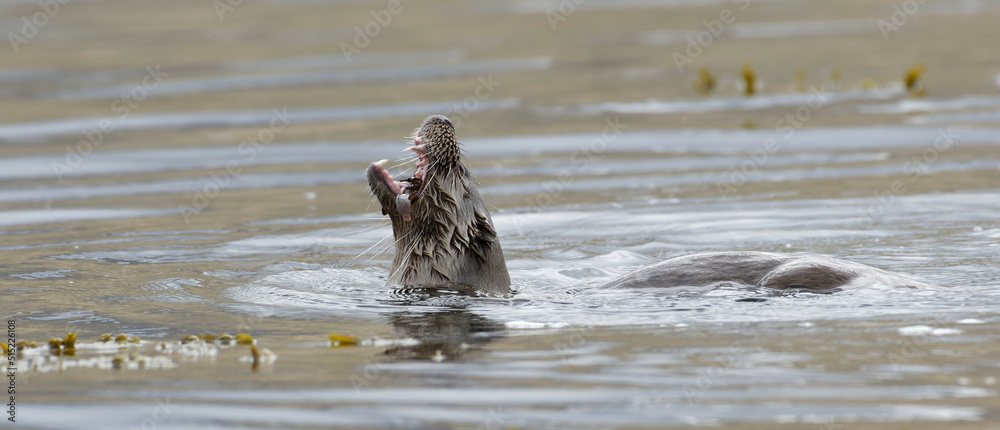 Fototapeta premium Wild otter on the coast of the Isle of Mull, Scotland