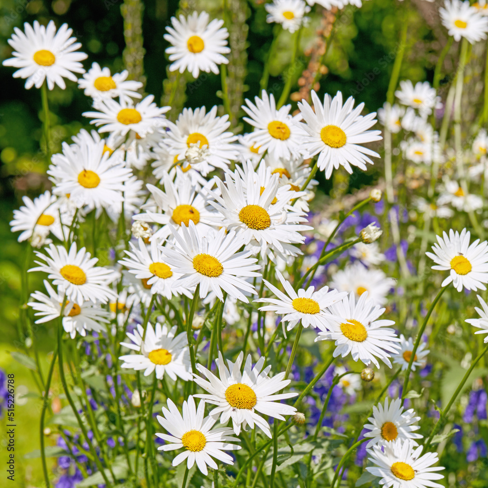 Daisy flowers growing in a green meadow from above. Top view of marguerite perennial flowering plants on a field in spring. Beautiful white flowers blooming in backyard garden. Pretty flora in nature Daisy flowers growing in a green meadow from above. Top view of marguerite perennial flowering plants on a field in spring. Beautiful white flowers blooming in backyard garden. Pretty flora in nature