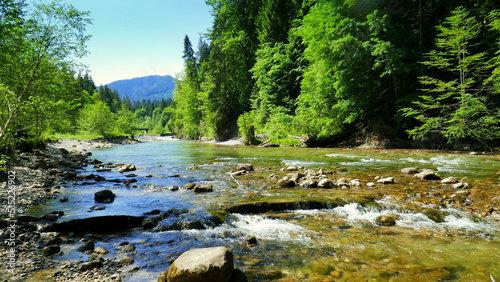malerische wilde Ammer mit Steinen und Strudeln entlang grünen Fichten unter blauem Himmel
 