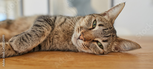 Obraz na plátně A cute tabby cat lying on a table with adorable eyes in a home