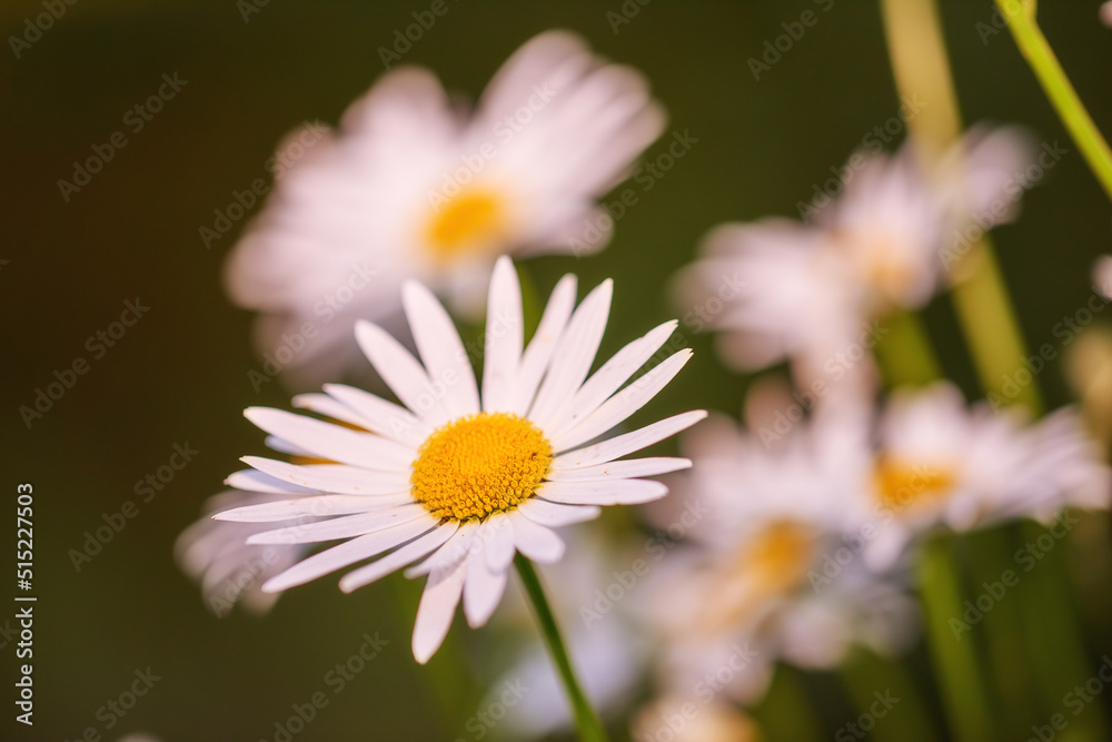 Daisy flowers growing against scenic blurry green botanical background. Marguerite perennial flowering plants on grassy meadow in spring. Beautiful pink flowers blooming in backyard garden in summer Daisy flowers growing against scenic blurry green botanical background. Marguerite perennial flowering plants on grassy meadow in spring. Beautiful pink flowers blooming in backyard garden in summer