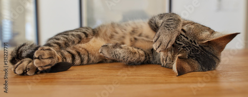 Adorable pet tabby cat feeling playful, rubbing its eyes, purring while lying on wooden floor inside at home. Cute little lazy domestic feline animal sleeping. Lazy tiger kitten resting and relaxing