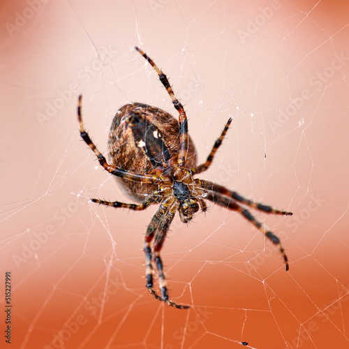 Closeup of a walnut orb weaver spider spinning a web for prey to be trapped and eaten in a cobweb. Black and brown nuctenea umbratica arachnid from the araneidae species crawling in the wild