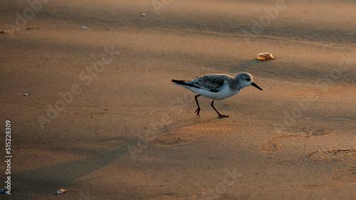 Sanderling sandpiper seeking food along the sounthern Texan coast in early morning photo