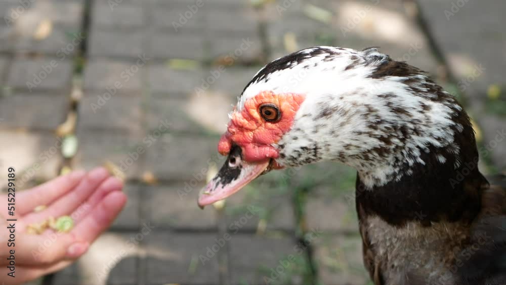 A big duck pecks food from a girl's hand.