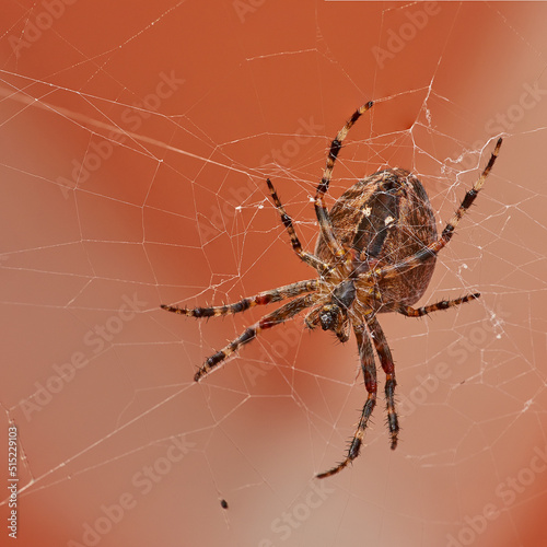 Below closeup of a walnut orb weaver in a web, isolated against a white orange background. Striped brown and black spider. The nuctenea umbratica is a beneficial arachnid from the araneidae family
