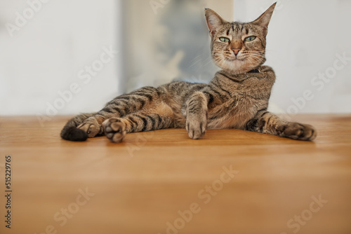 A strange odd vigilant cat lying on a wooden table. A close-up of a domestic cat sitting alert on a piece of beige furniture. ..Angry brown domestic cat sitting and sensing the smell of its prey.