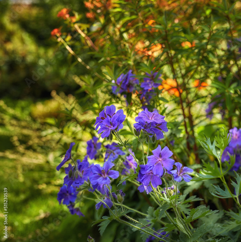 Blue hardy geranium flowers in a park. Bush of indigo geraniums blooming in a botanical garden or backyard in spring outside. Delicate perennial wild blossoms growing on blurred nature background